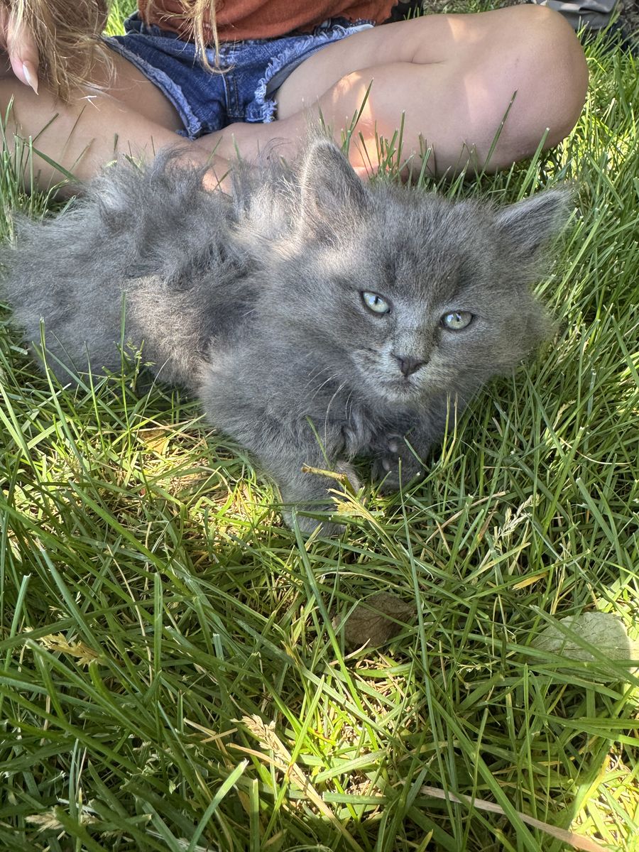 Adorable Fluffy Kittens - Ready for a Loving Home!