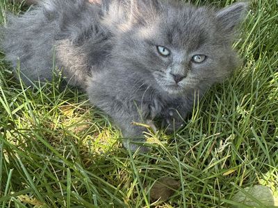 Adorable Fluffy Kittens - Ready for a Loving Home!