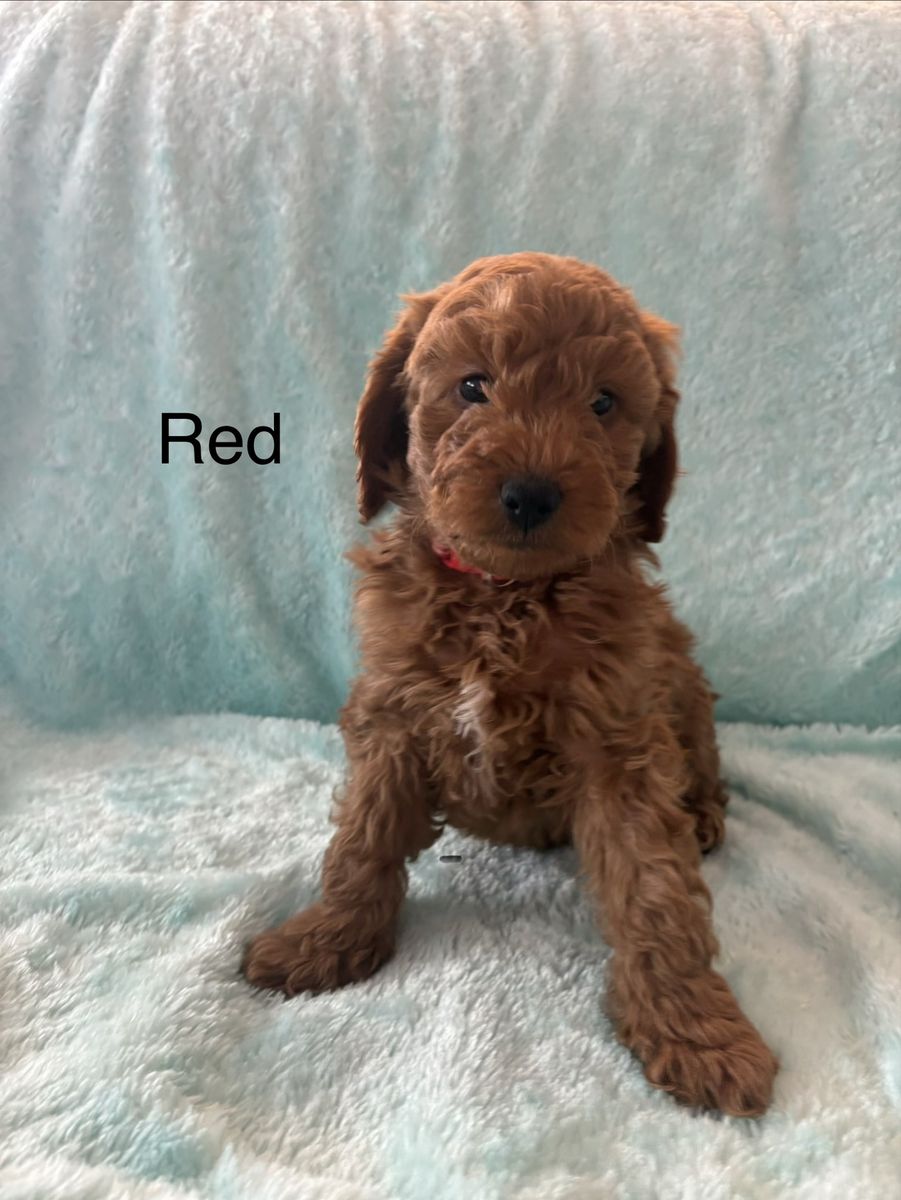 Mini Goldendoodles ready May 26th