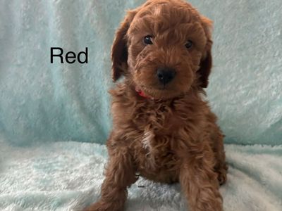 Mini Goldendoodles ready May 26th