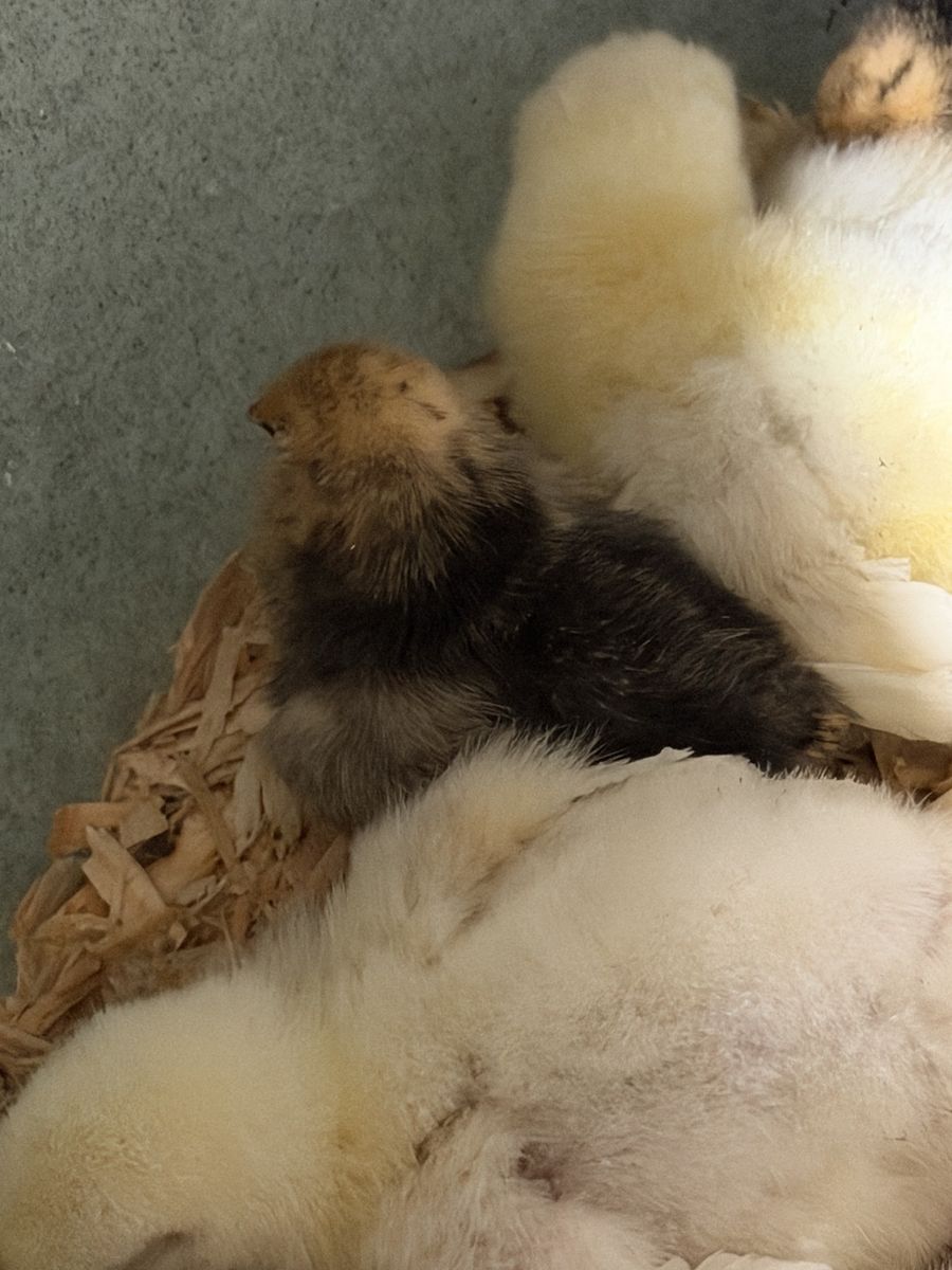 Bantam Chicks - Mille fleur & Cochin