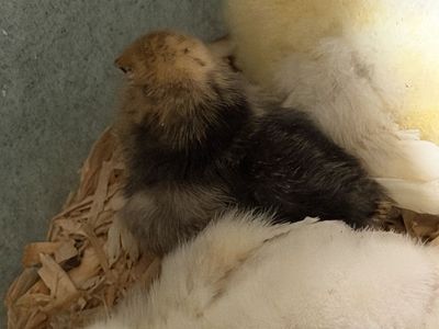Bantam Chicks - Mille fleur & Cochin