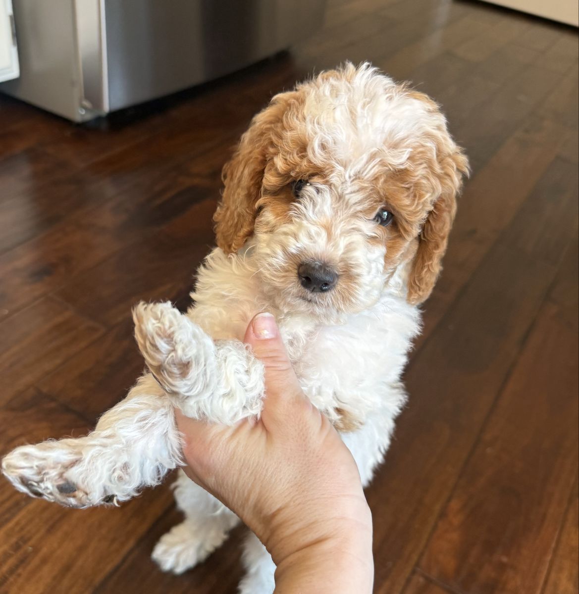 Mini Goldendoodle Puppies – 2 Adorable Boys