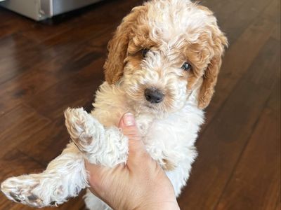 Mini Goldendoodle Puppies – 2 Adorable Boys