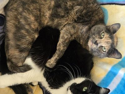 Loving Bonded Pair of Indoor Cats Looking for Their Forever Home