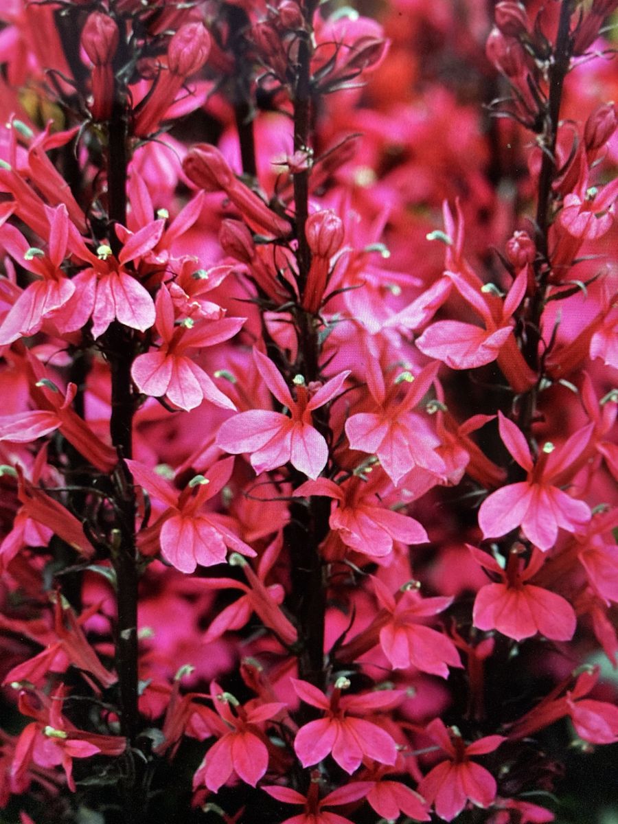 Lobelia Starship Deep Rose Cardinal Flower