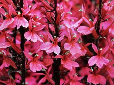 Lobelia Starship Deep Rose Cardinal Flower