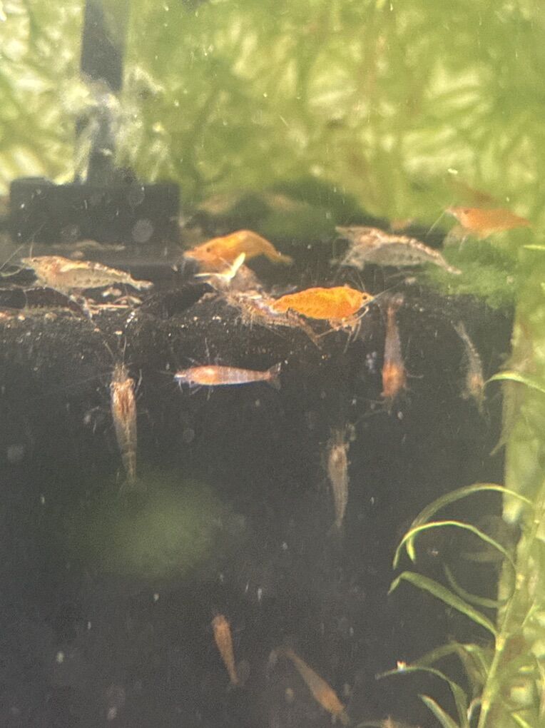 Beautiful Cull Shrimp