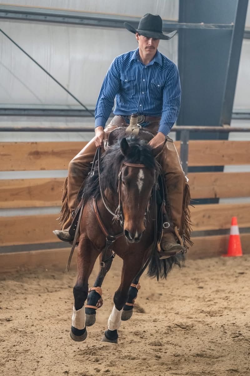 Cowhorse trainer colt starter for rent