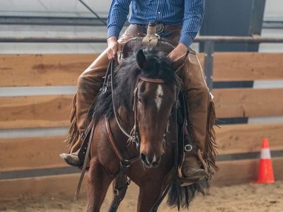 Cowhorse trainer colt starter for rent