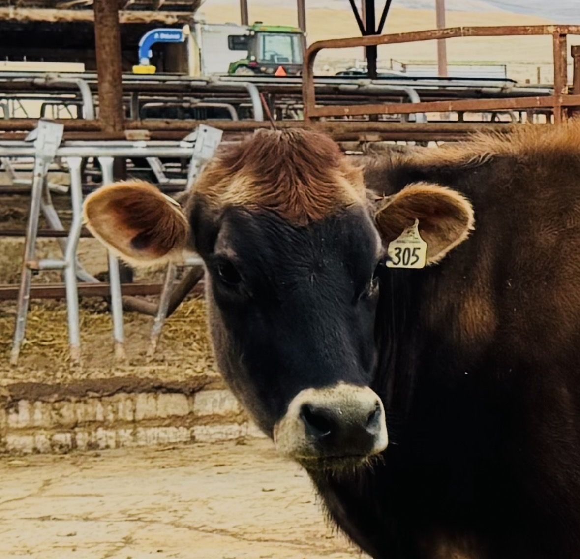 A2/A2 Jersey Milk Cow