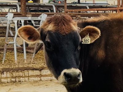 A2/A2 Jersey Milk Cow