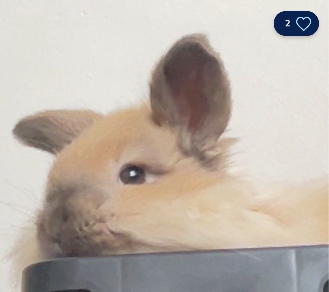 Meet BEAR! Sweetest Companion Bunny