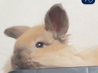 Meet BEAR! Sweetest Companion Bunny