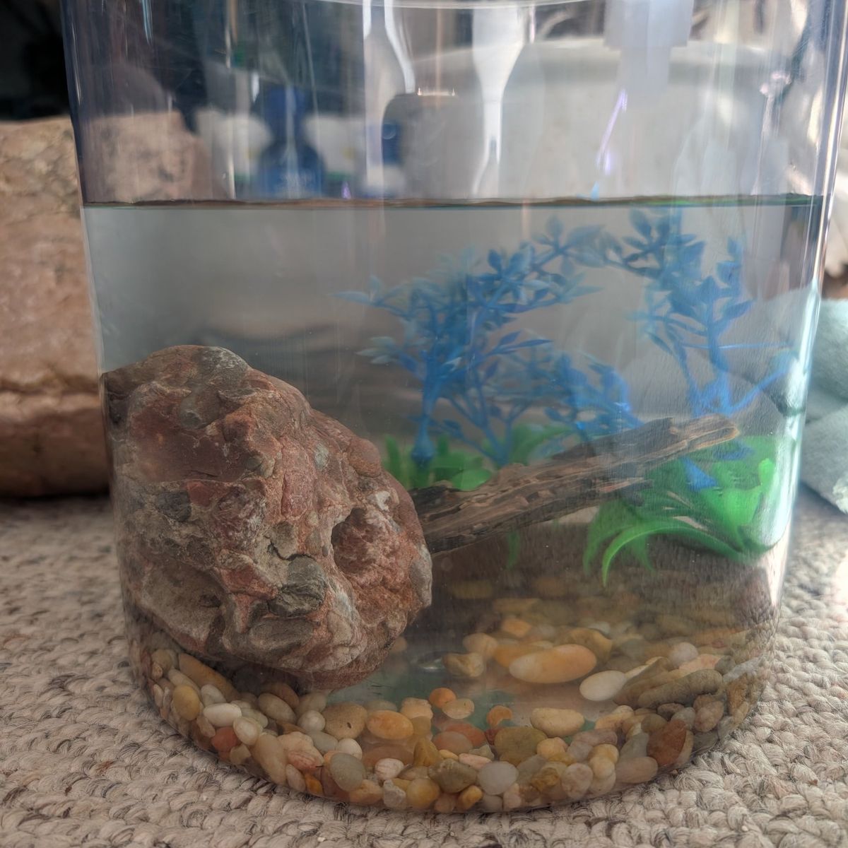 FROG and SNAIL, with TANK