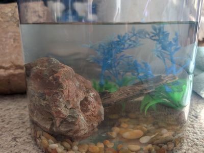 FROG and SNAIL, with TANK