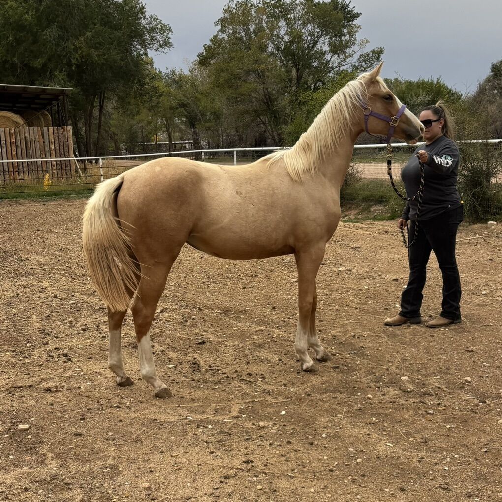 2024 AQHA&APHA Flashy Palomino Filly.