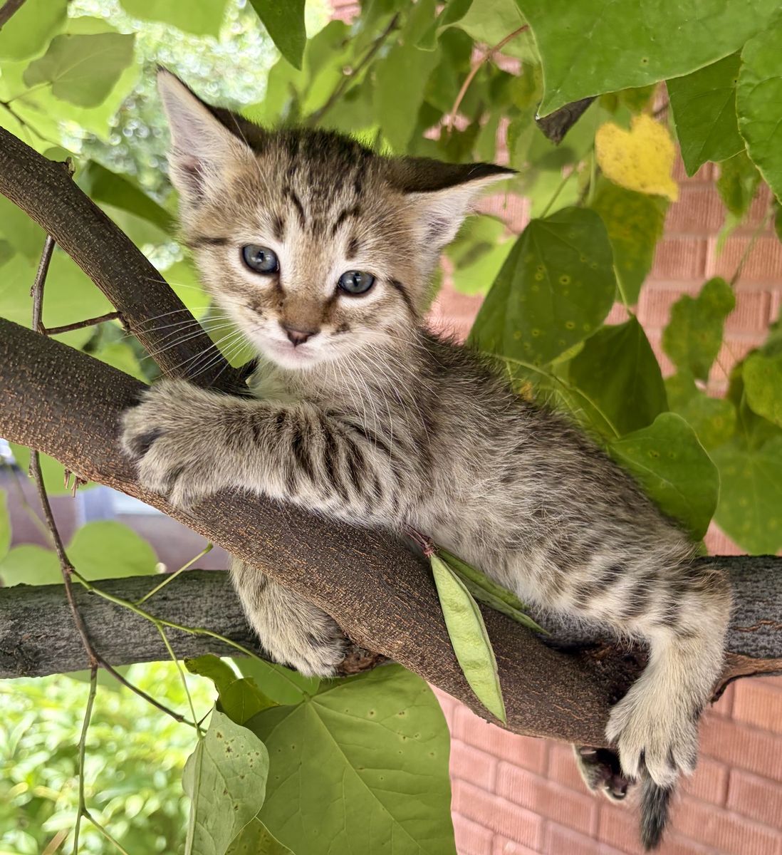 Half Bengal kittens