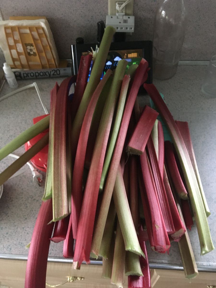 Fresh Organic Rhubarb