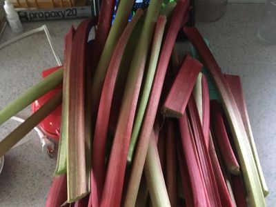 Fresh Organic Rhubarb