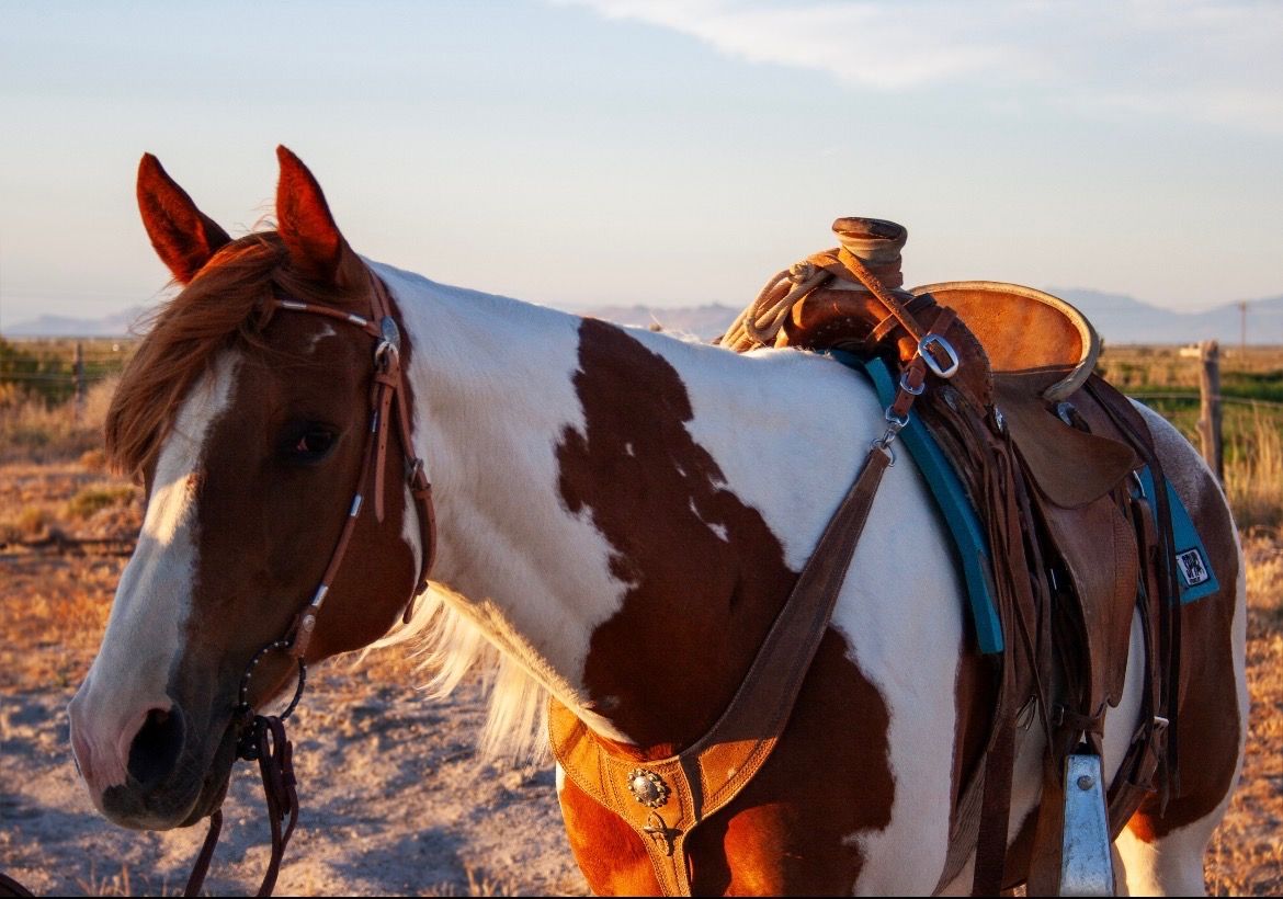 8 year Old Grade Paint Mare