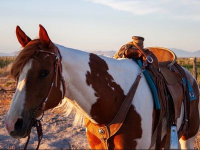 8 year Old Grade Paint Mare