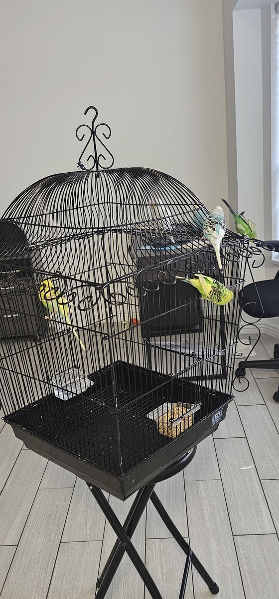 Parakeets