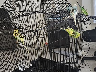 Parakeets