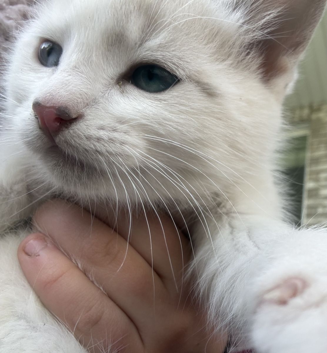 Blue eyed Ragdoll/Siamese kittens