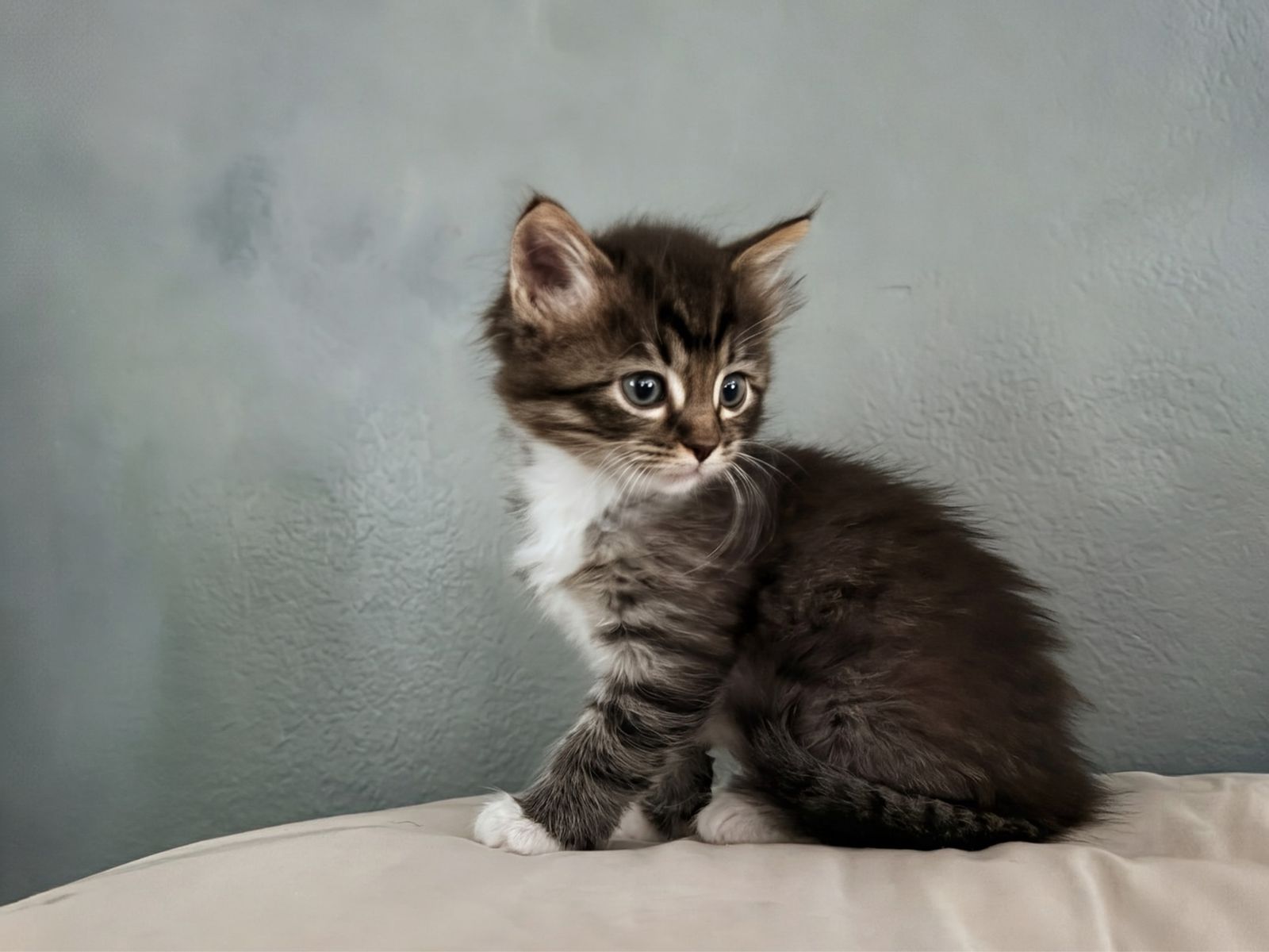 Adorable Long-Haired Kittens! Litter box trained, vaccinated, healthy, and loved!