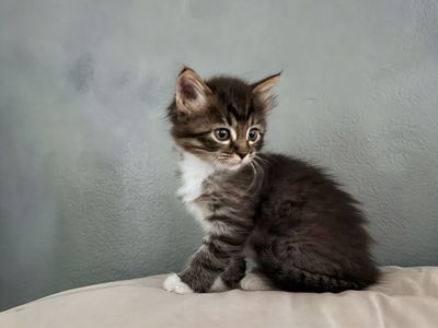 Adorable Long-Haired Kittens! Litter box trained, vaccinated, healthy, and loved!