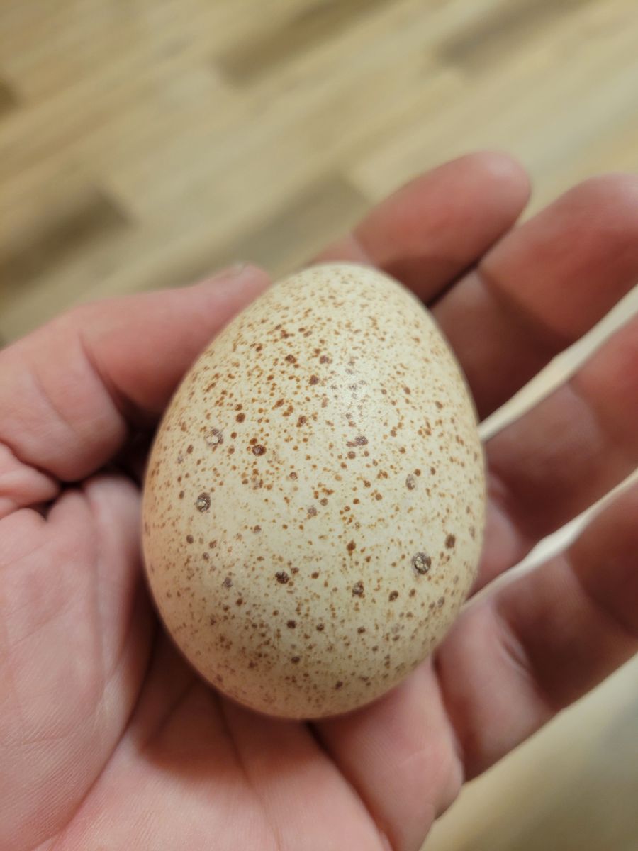 Fertile Narragansett Turkey Eggs