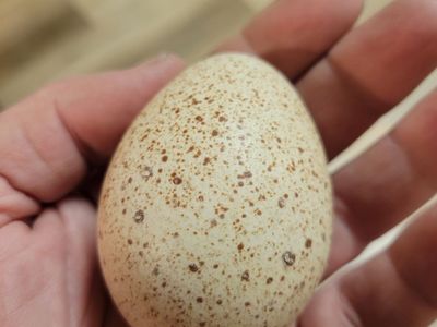Fertile Narragansett Turkey Eggs