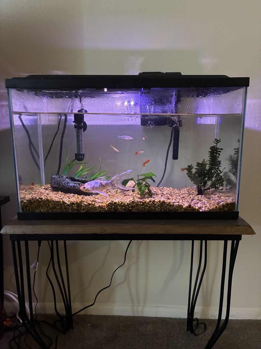 10 GAL FISH TANK WITH FISH!!