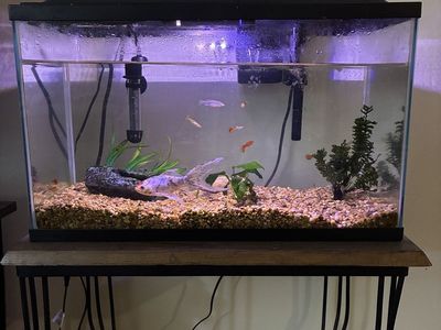 10 GAL FISH TANK WITH FISH!!