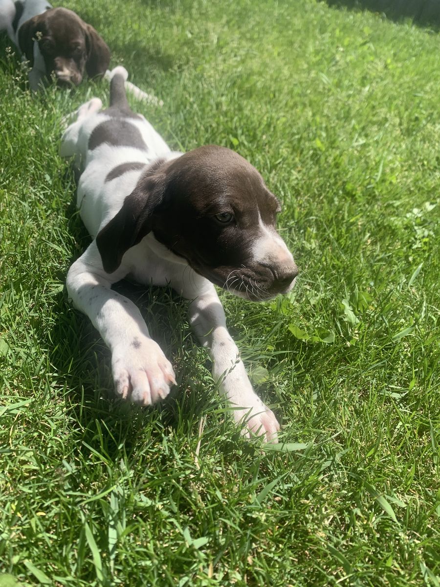 German Shorthaired Pointer GSP