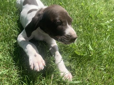 German Shorthaired Pointer GSP