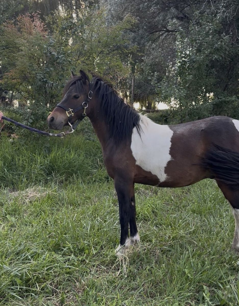 ASPC/AMHR Mini Gelding