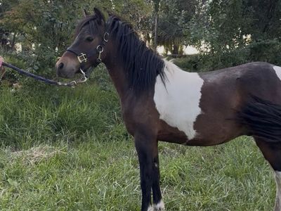 ASPC/AMHR Mini Gelding