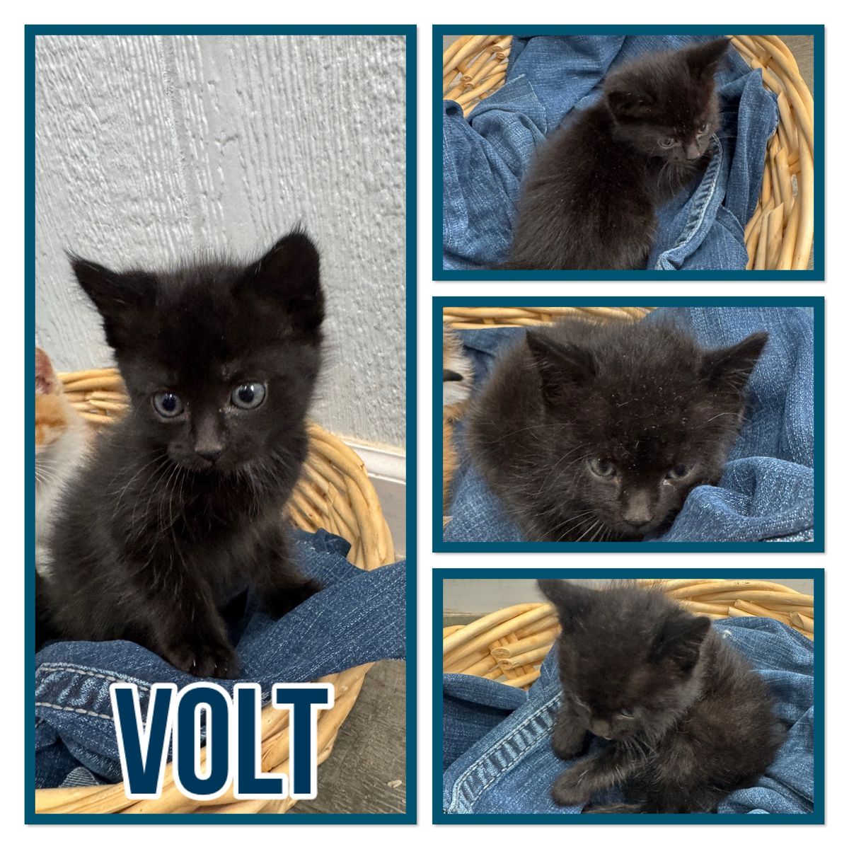 Kittens love at first sight