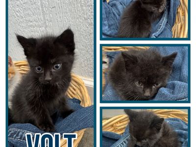 Kittens love at first sight