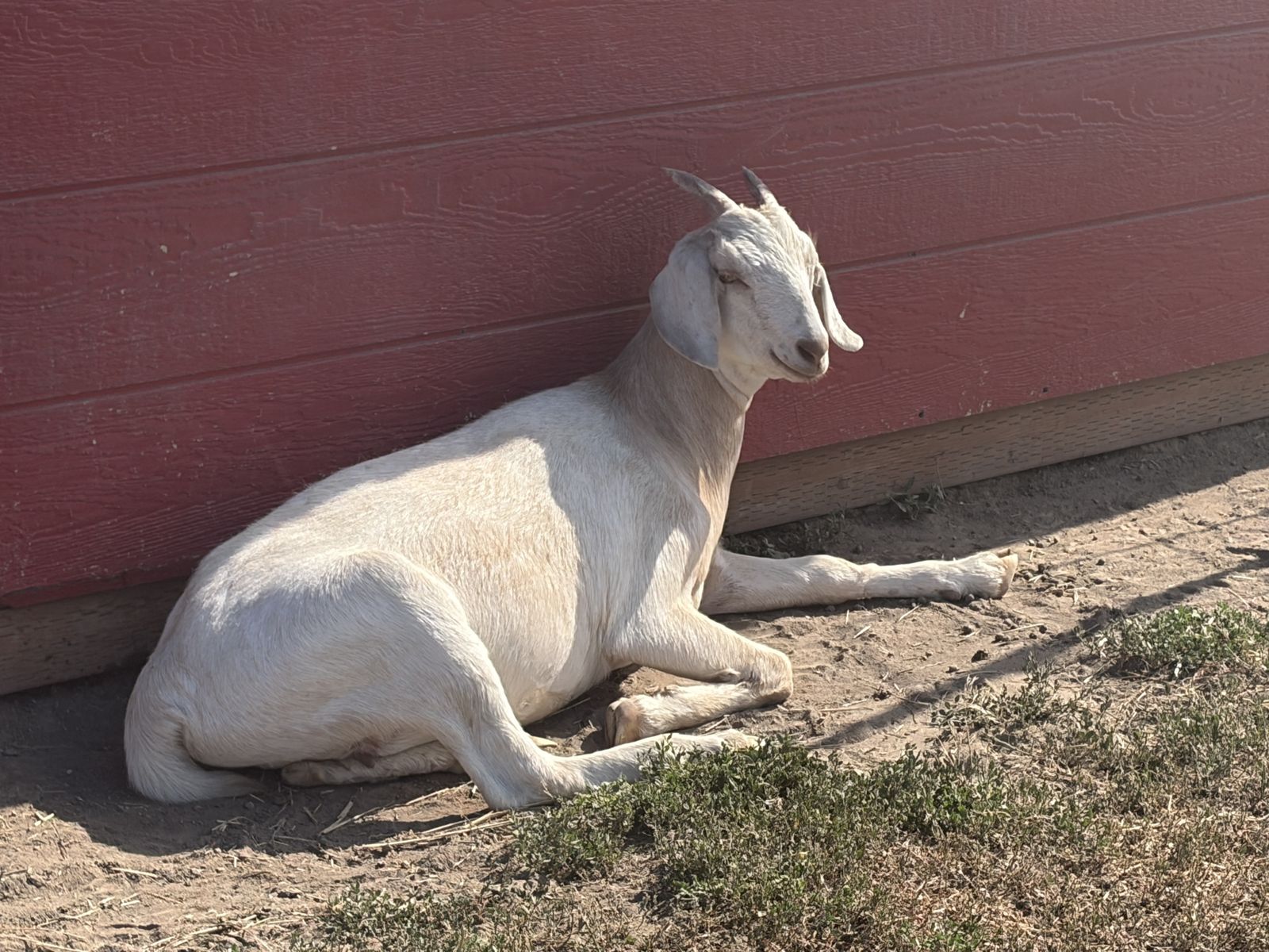 Healthy Young Goat - Mini Nubian/saanan Nubian cross