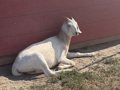 Healthy Young Goat - Mini Nubian/saanan Nubian cross
