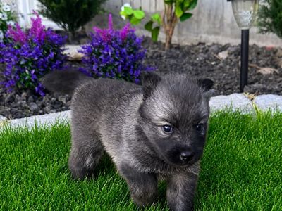 Pomsky Puppies - Fluffy Husky Mix Puppies