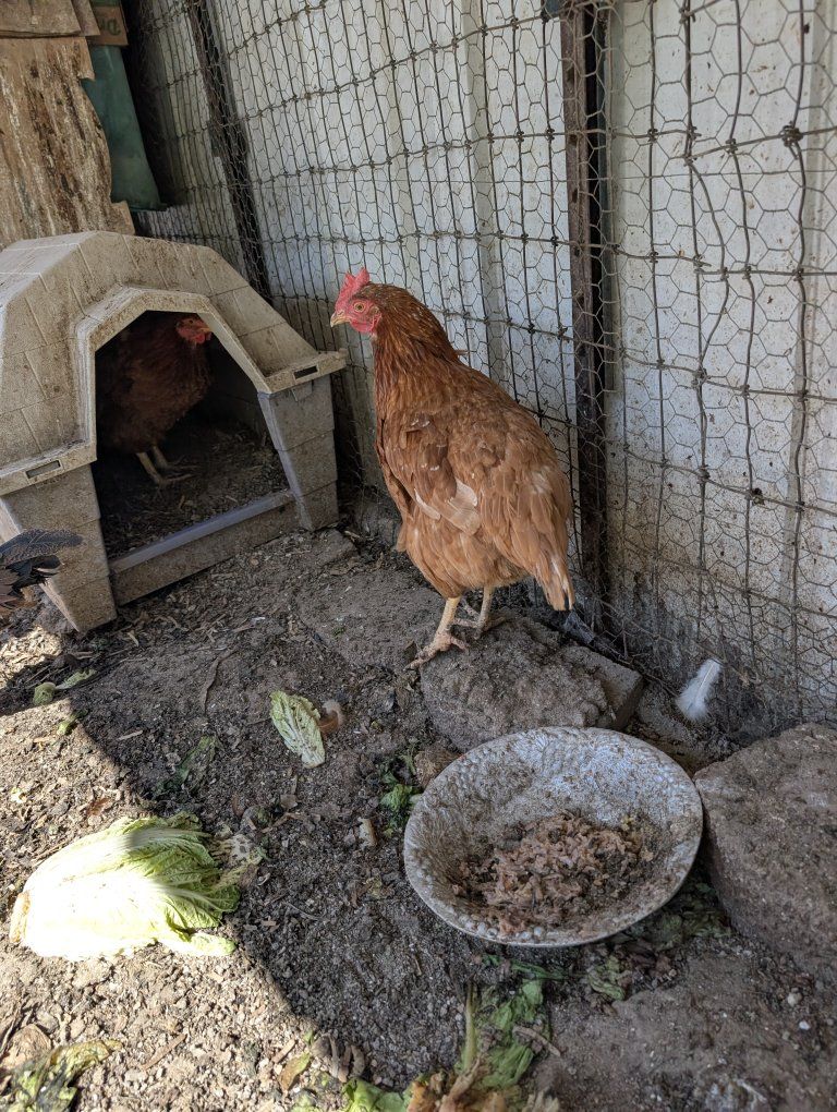 Young Active Prolific laying chickens