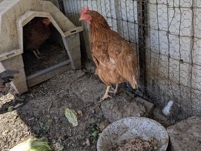 Young Active Prolific laying chickens