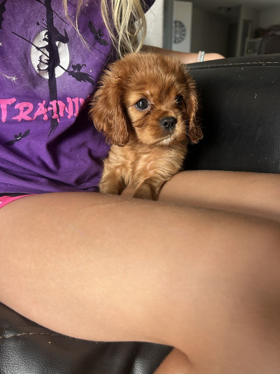 Cavalier King Charles Female PRICE REDUCED $2,000!!