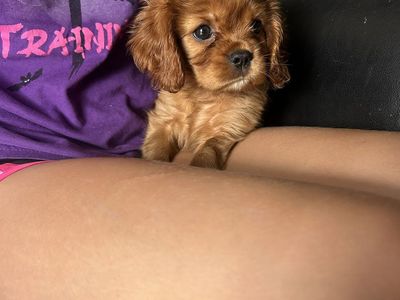 Cavalier King Charles Female PRICE REDUCED $2,000!!