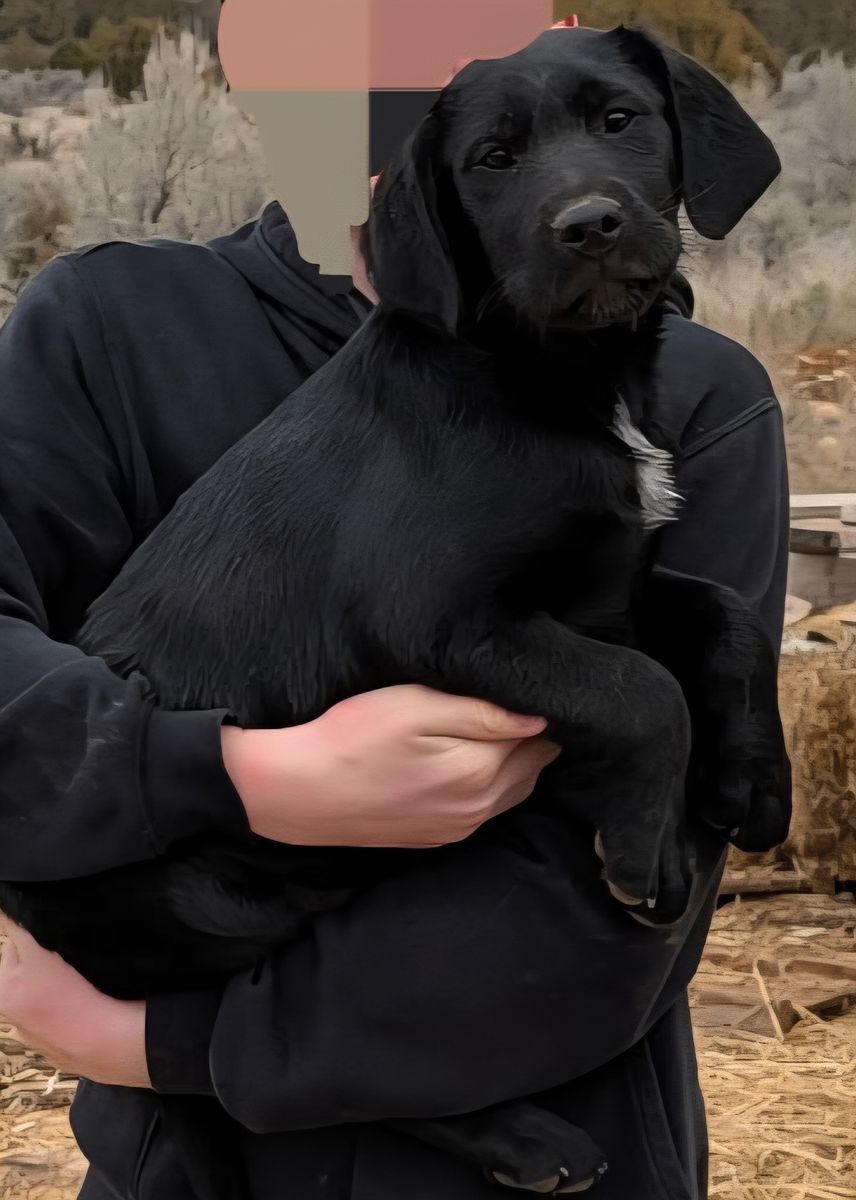 Black Lab and German Wirehair Pointer Mix