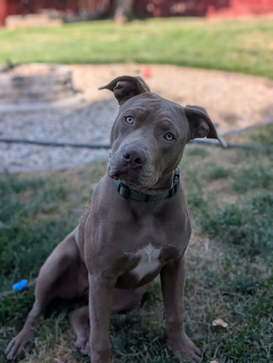 XL Bully/Pit Mix Puppy